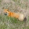 mkfox2